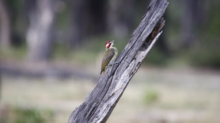 Bennets woodpecker perched on a tree in Botswana
