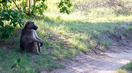 Chacma baboon sitting on the groundの写真素材
