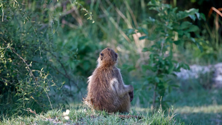 Baboon sitting on the ground in a meadow in summer