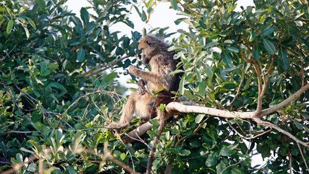 Baboon in a tree in the Okavango Delta, Botswanaの写真素材