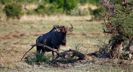 Blue wildebeest in the Chobe National Park, Botswana.の写真素材