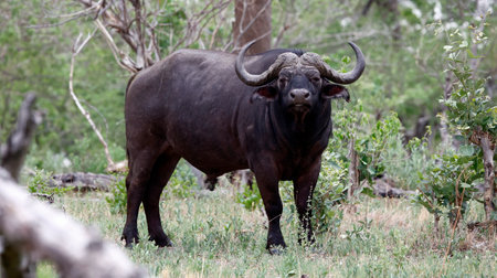 African buffalo