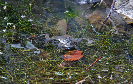 Frogs on the surface of the water in the swamp.