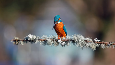 Kingfisher (Alcedo atthis) sitting on a branchの写真素材