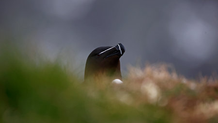 A closeup shot of the head and neck of a razorbillの写真素材