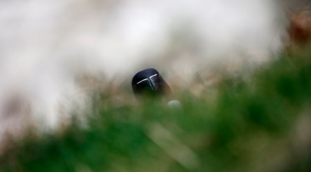 A closeup shot of the head and neck of a razorbill