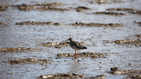 Common redshank  in natural habitatの写真素材