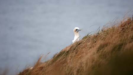 A windswept Northern Gannet collecting nest materials on a cliffの写真素材