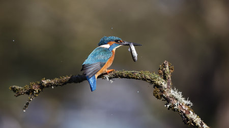 Male kingfisher fishing on a mossy branchの写真素材