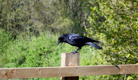 black crow on a wooden fence in the spring forest, close-upの写真素材