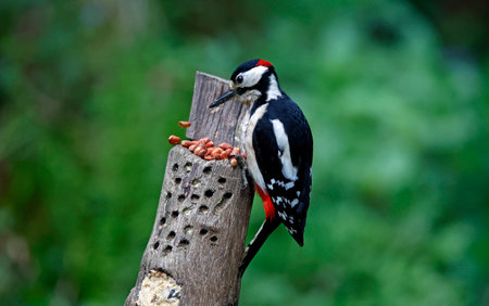 Great spotted woodpecker (Dendrocopos major)の写真素材