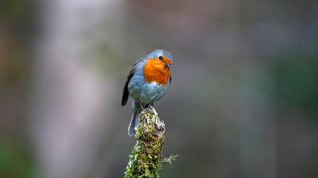 Robin perched on a mossy branch with a blurred background in the forestの写真素材