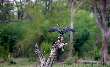 African darter drying its wings in the Okavango Delta, Botswana.の写真素材