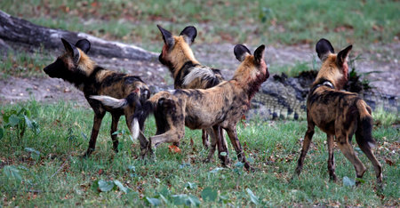 African wild dogs encountering a crocodile