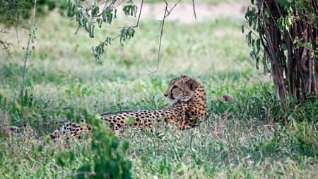 Cheetah lying in the grass in the Chobe National Park, Botswana.の写真素材