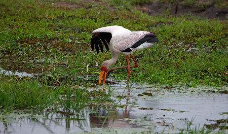 Yellow billed stork fishing in Botswanaの写真素材