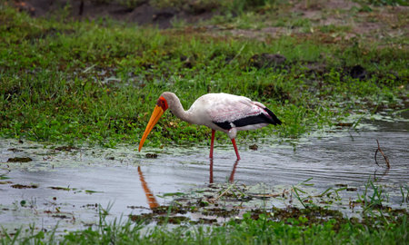 Yellow billed stork fishing in Botswanaの写真素材