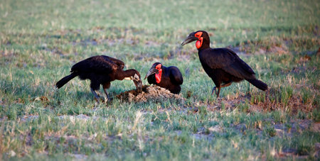 Southern Ground Hornbill in Chobe National Park, Botswana, Africaの写真素材
