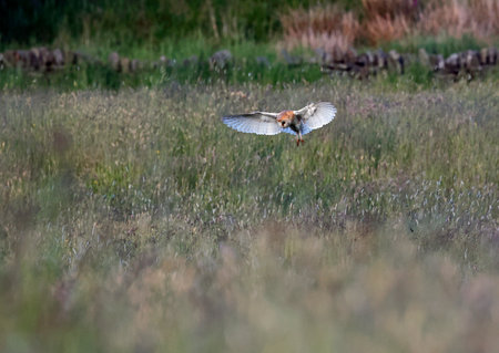 Barn Owl in flight over a meadowの写真素材