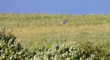 Barn Owl in flight over a meadowの写真素材