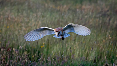 Barn Owl (Tyto alba) flying in the wild.の写真素材