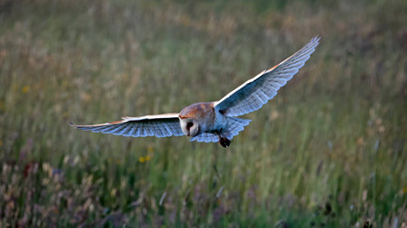 Barn Owl in flight over a meadowの写真素材