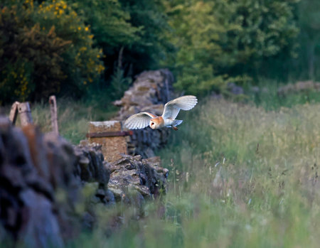 A barn owl landing on a stone wall in the middle of a field.の写真素材