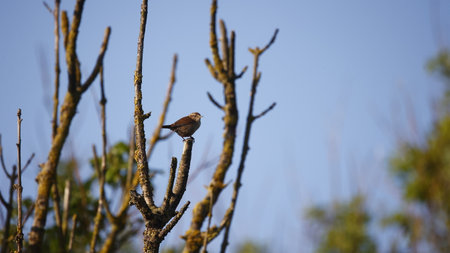 A wren sitting on a tree branch in a park in spring.の写真素材