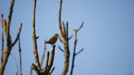 Wrenperched on a branch.の写真素材