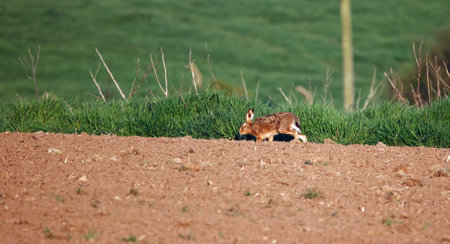 European hare (Lepus europaeus) in the fieldの写真素材