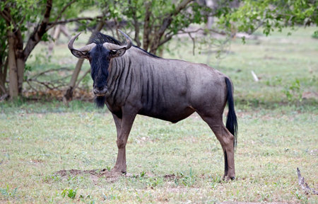Wildebeest in Okavango Delta - Moremi National Park in Botswanaの写真素材