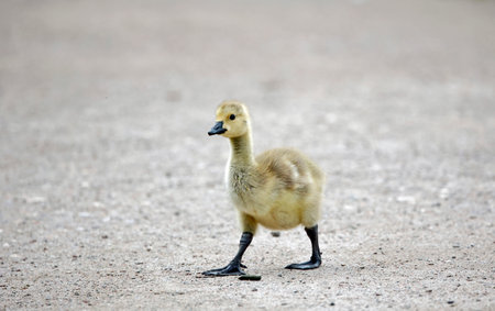 Little gosling walking on the ground, close-up.の写真素材