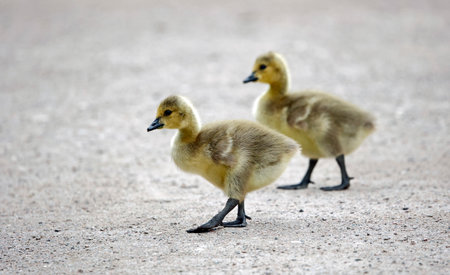 Cute goslings walking on the ground and looking for foodの写真素材