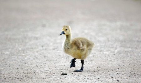 Cute goslings walking on the ground and looking for foodの写真素材