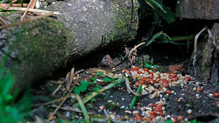 Common vole eating seeds and nuts under the bird feeders