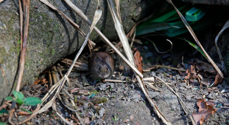 Common vole eating seeds and nuts under the bird feedersの写真素材
