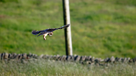 Long eared owl hunting over a meadowの写真素材