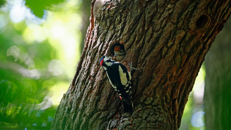 Great spotted woodpecker (Dendrocopos major)の写真素材