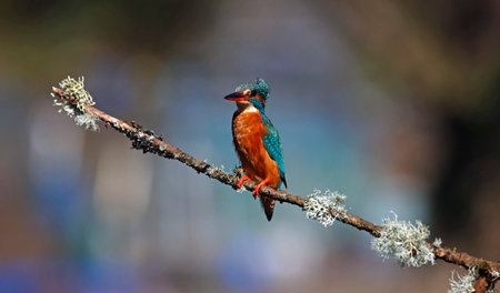 Kingfisher (Alcedo atthis) on a branchの写真素材