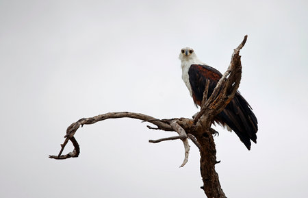 African Fish Eagle (Haliaeetus vocifer) perched on a branchの写真素材