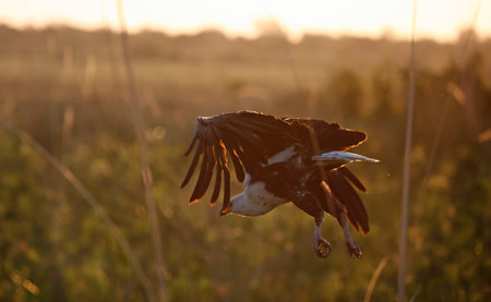 African fish eagle in flightの写真素材