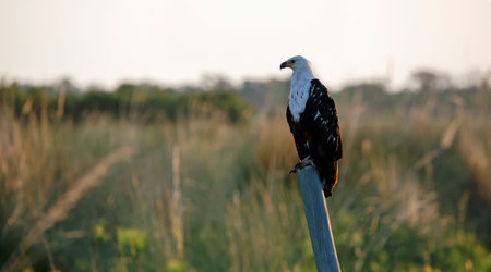 African Fish Eagle (Haliaeetus vocifer) sitting on a poleの写真素材