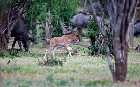 Wildebeest in the Okavango Delta - Moremi National Park in Botswanaの写真素材