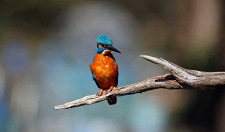 Kingfisher (Alcedo atthis) perched on a branchの写真素材