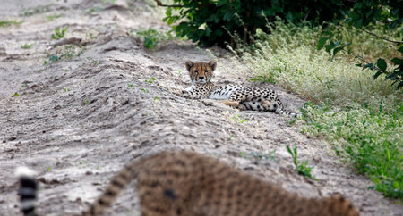 Cheetah in the Okavango delta in Botswanaの写真素材