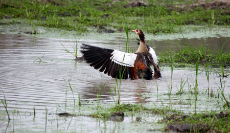 Egyptian goose in the Okavango delta Botswanaの写真素材