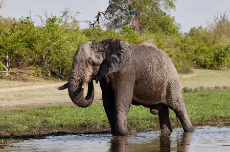Elephant drinking water in Chobe National Park, Botswana, Africa