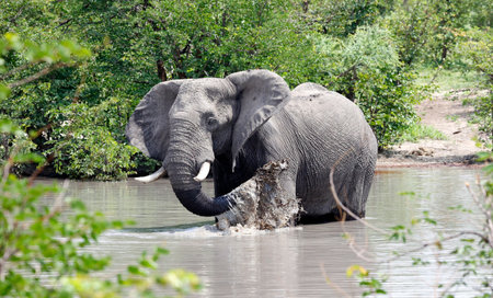 Elephant in Chobe National Park, Botswana, Africa.