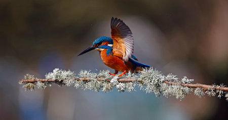 Kingfisher (Alcedo atthis) on a branchの写真素材