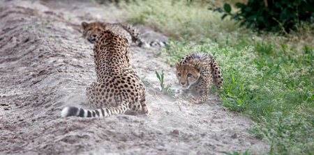 Cheetah family play fighting in  the sand in the savannah